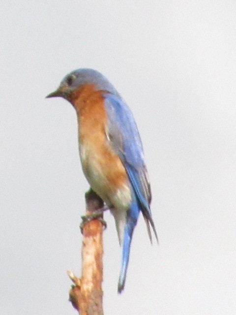 Eastern Bluebird - Strix Varia