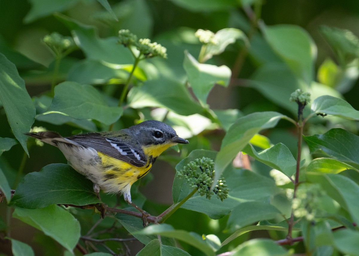Magnolia Warbler - Sheila and Ed Bremer