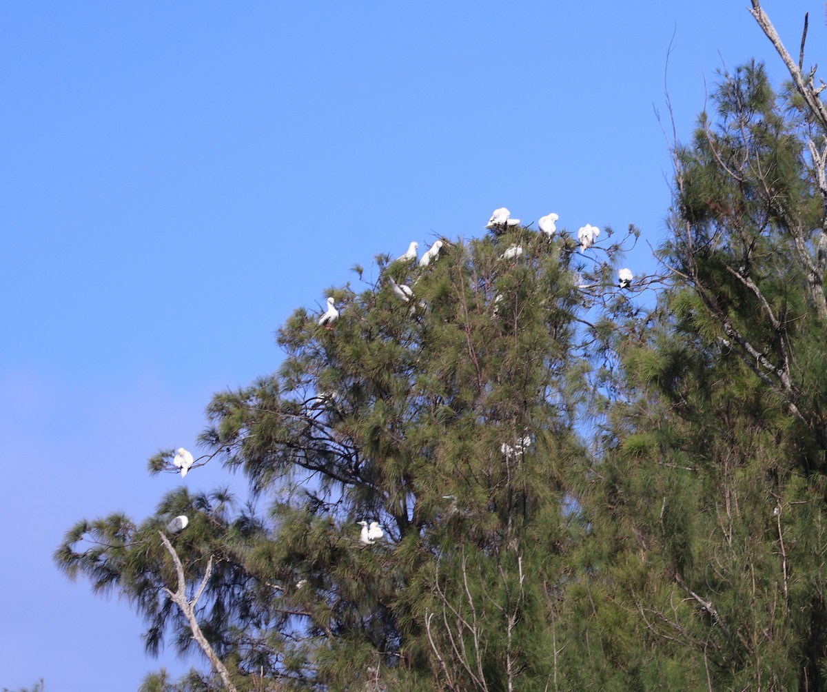 Red-footed Booby - Judy Walker