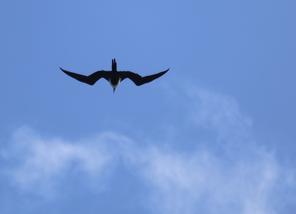 Great Frigatebird - Judy Walker