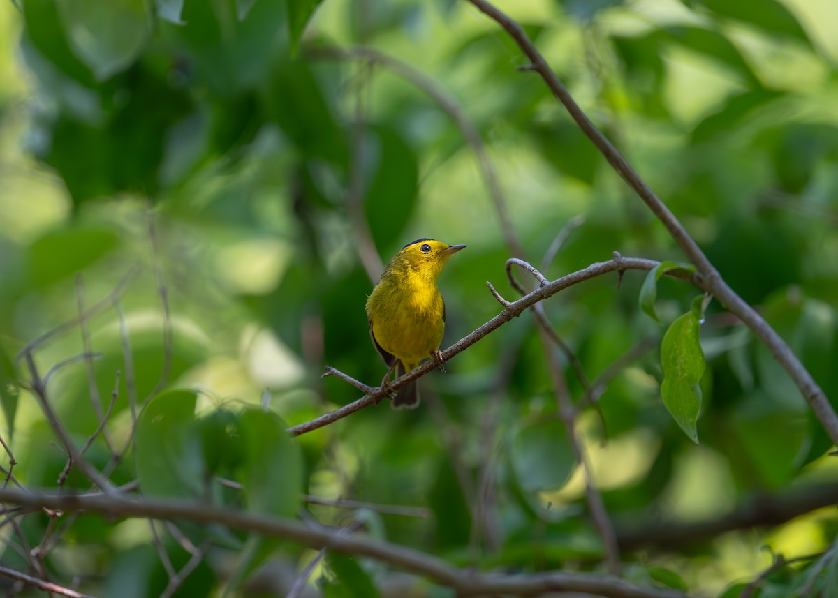 Wilson's Warbler - Sheila and Ed Bremer