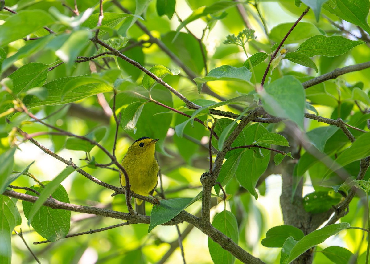 Wilson's Warbler - Sheila and Ed Bremer