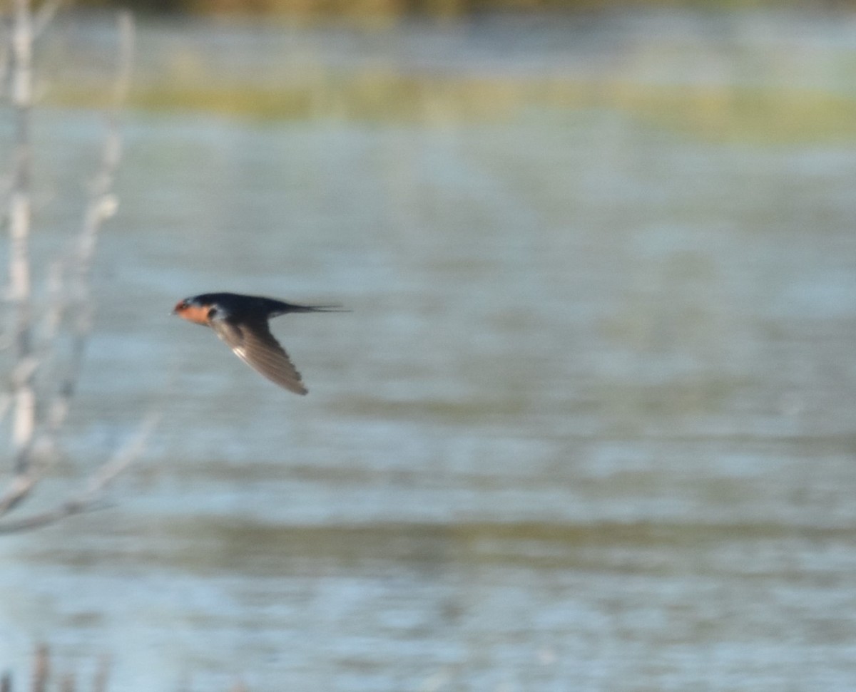 Welcome Swallow - Mark Tarnawski