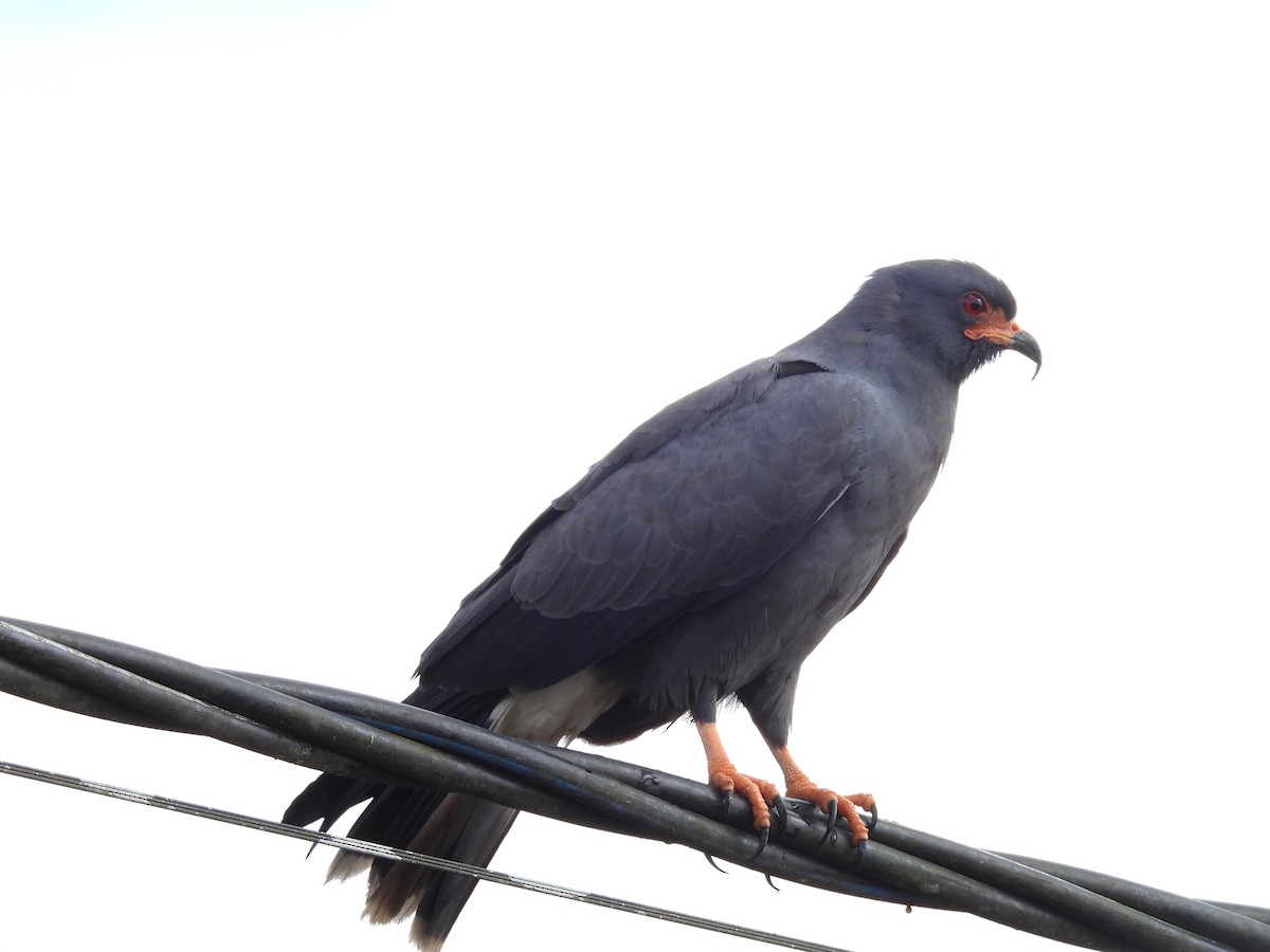 Snail Kite - ML619357004