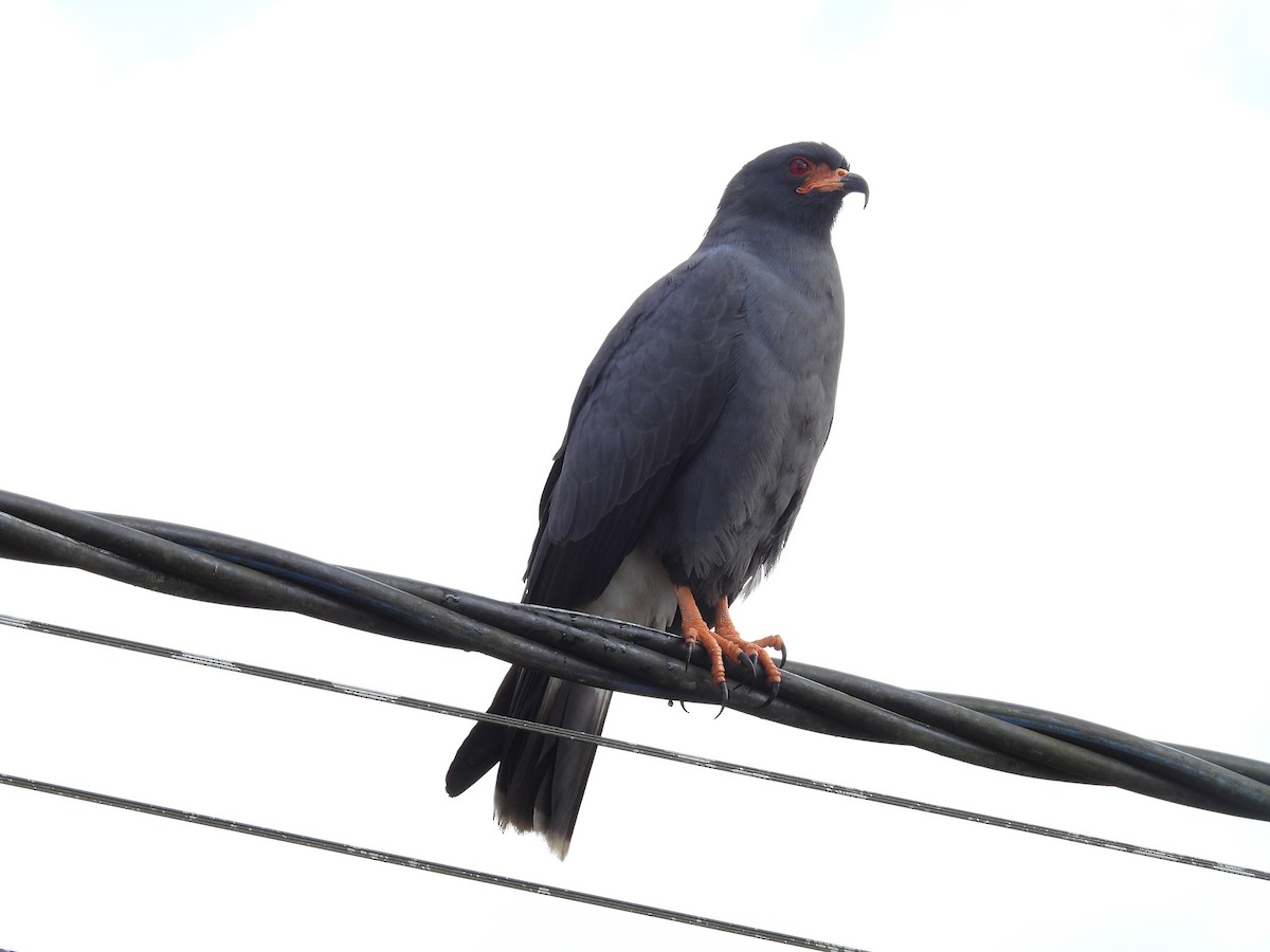 Snail Kite - Tanya Rubi Villalba