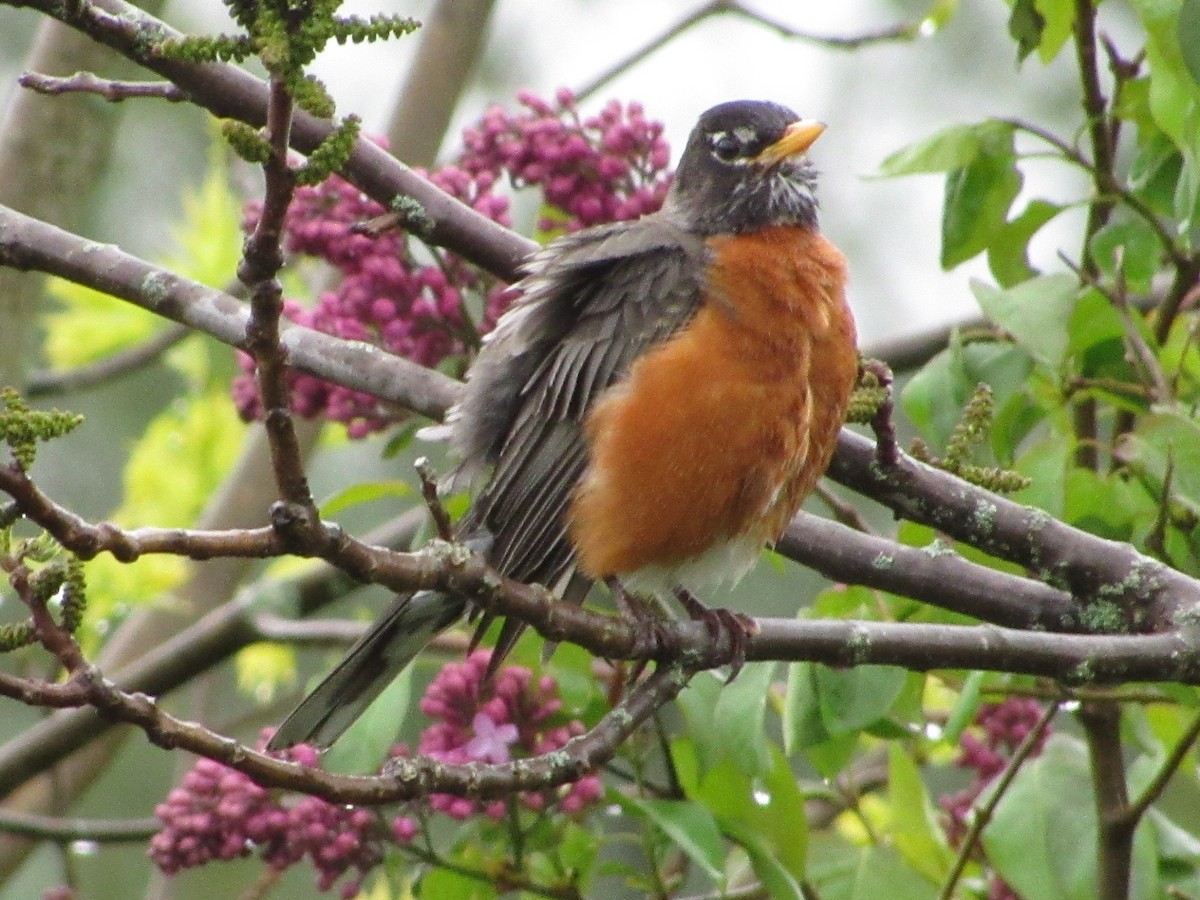 American Robin - Strix Varia