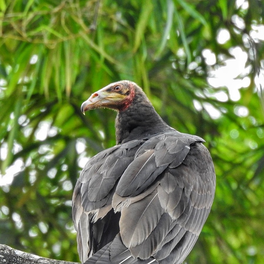 Lesser Yellow-headed Vulture - Andrea  Hinek