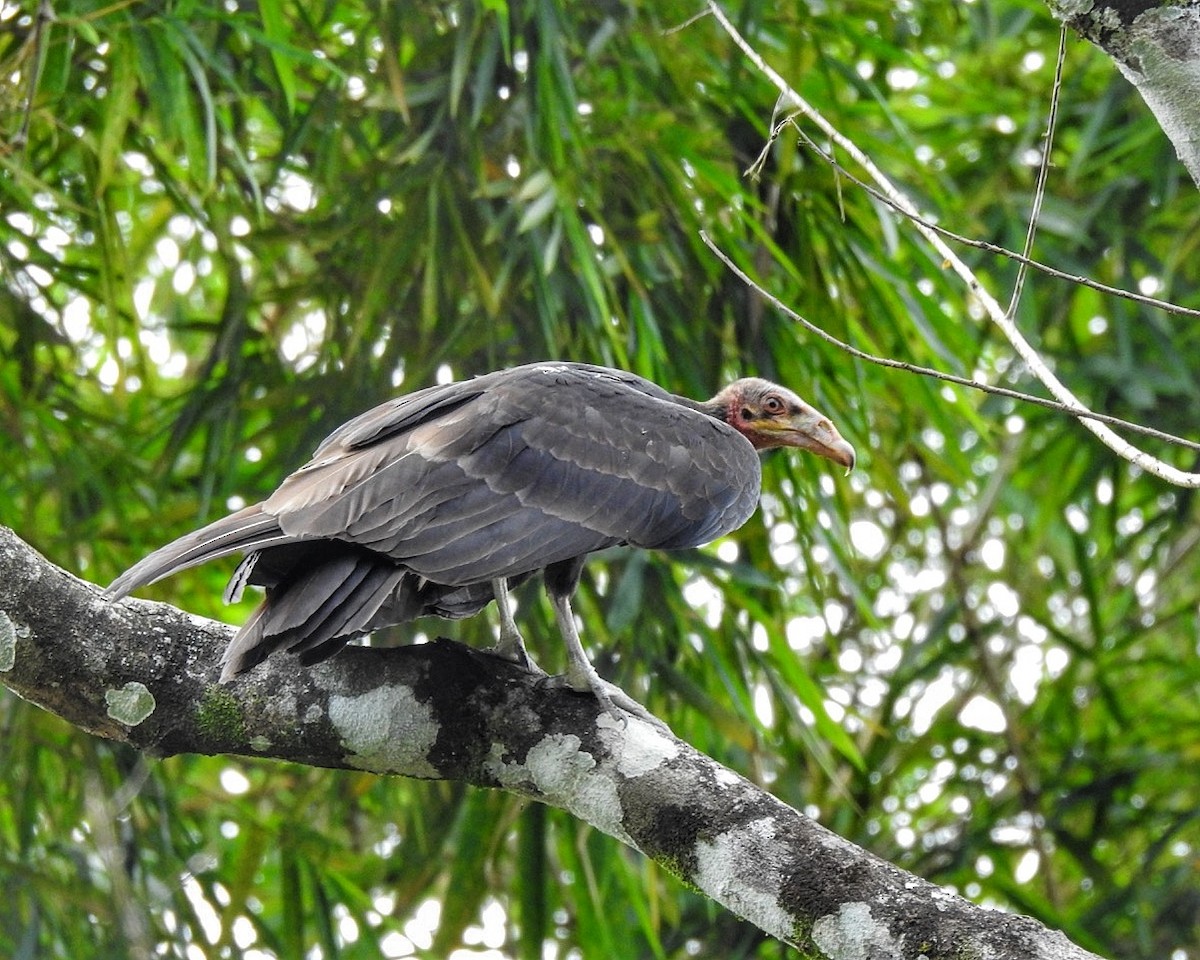 Lesser Yellow-headed Vulture - Andrea  Hinek