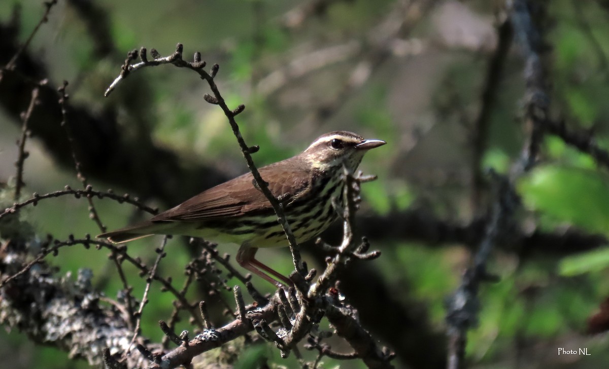 Northern Waterthrush - Nathalie L. COHL 🕊