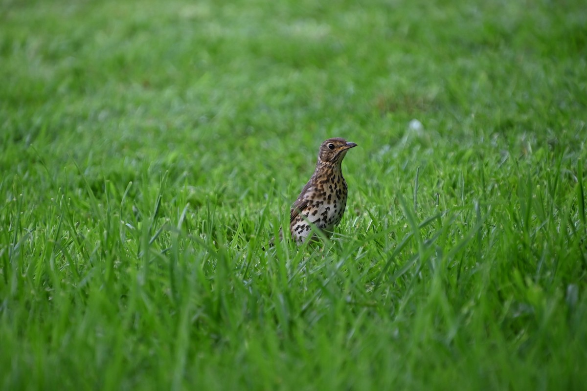 Song Thrush - Rich Howard