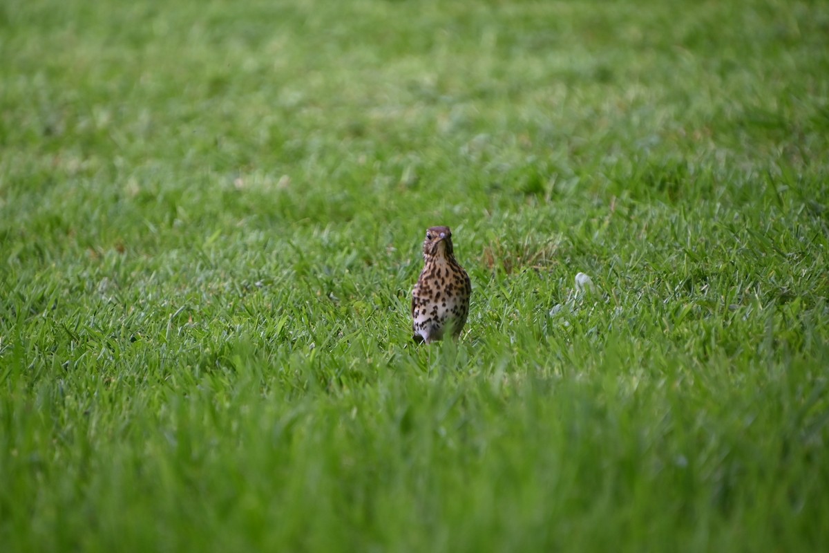 Song Thrush - Rich Howard