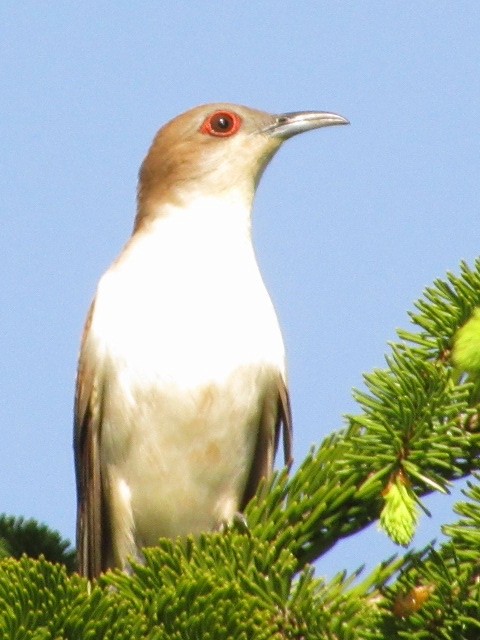 Black-billed Cuckoo - Strix Varia