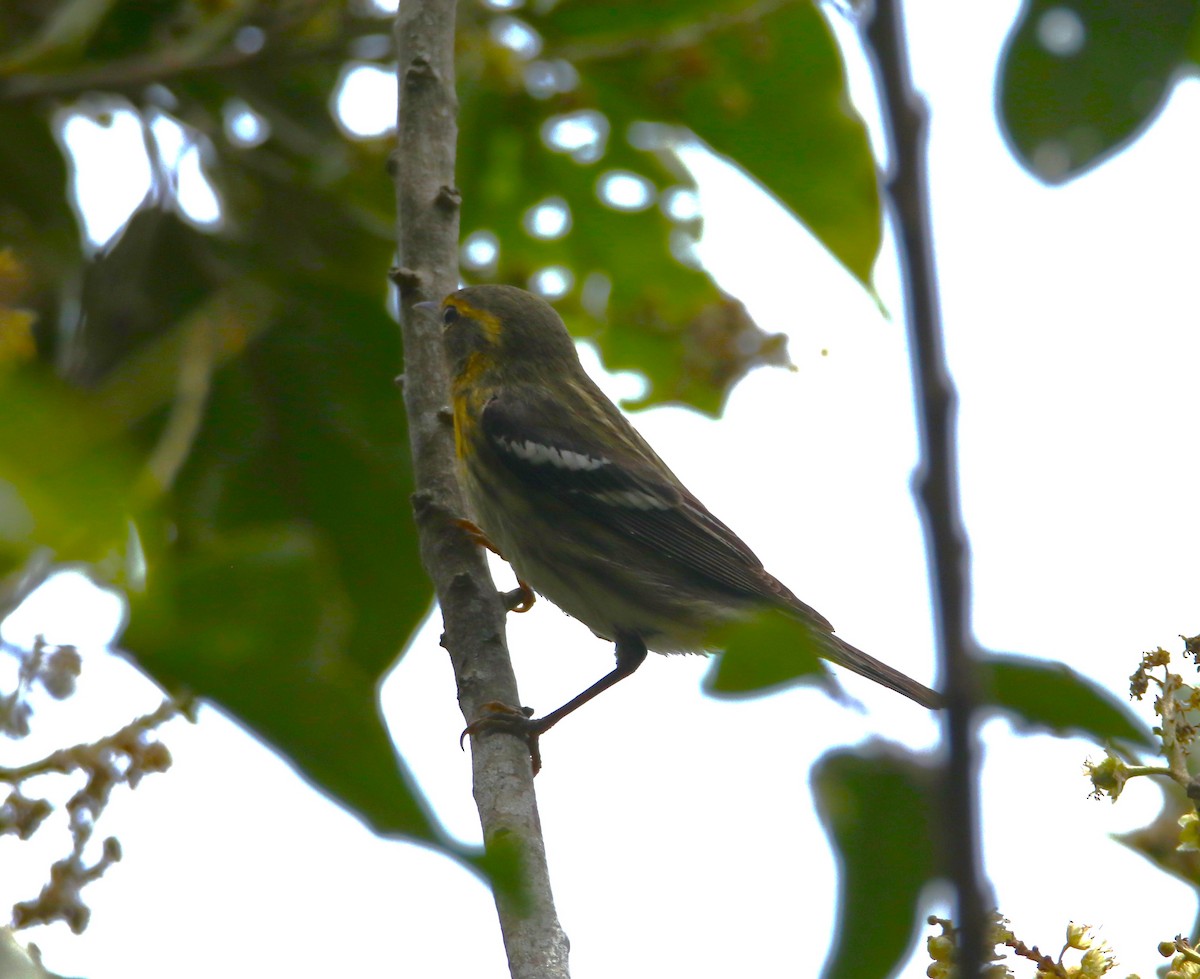 Blackburnian Warbler - Melvin Bonilla