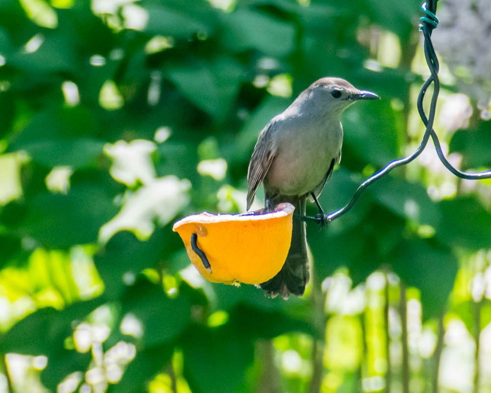 Gray Catbird - ML619357066