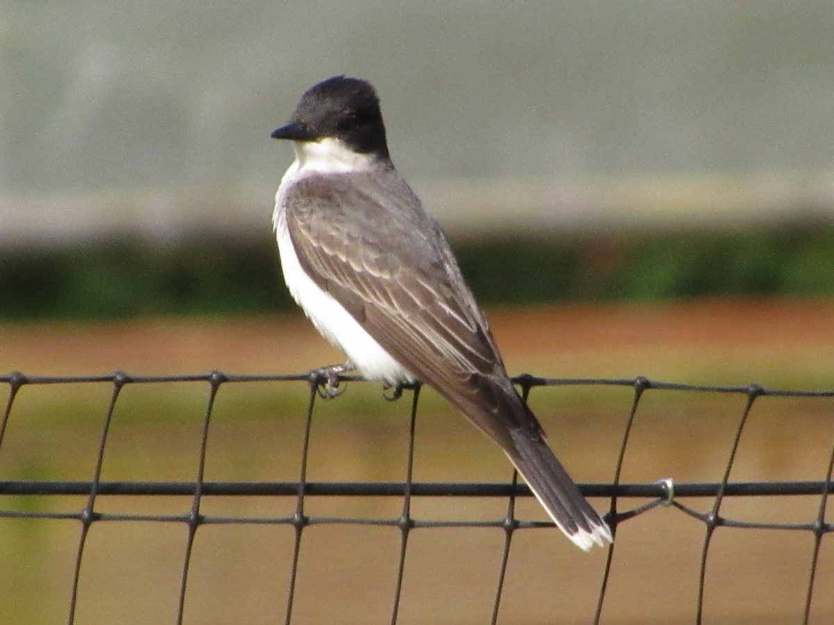 Eastern Kingbird - Strix Varia