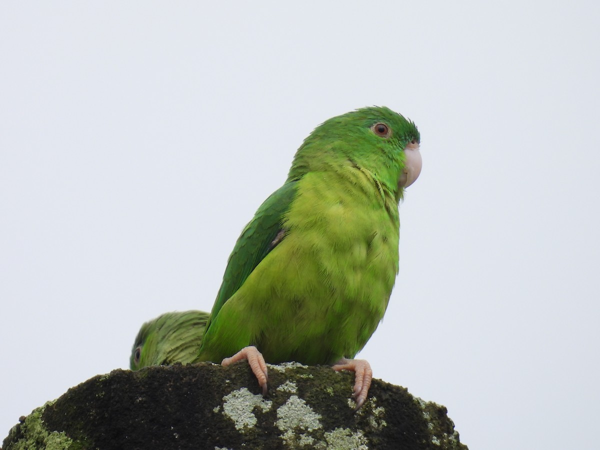 Riparian Parrotlet - ML619357087