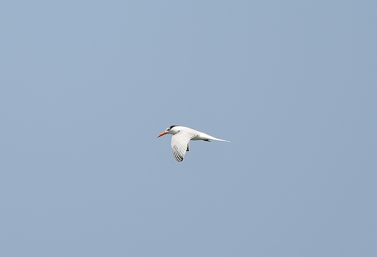 Royal Tern - JoAnna Clayton