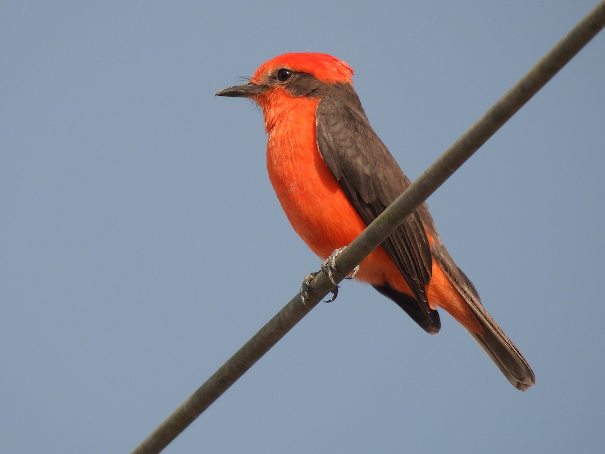 Vermilion Flycatcher - ML619357105