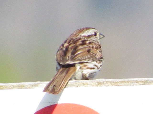 Song Sparrow - Strix Varia