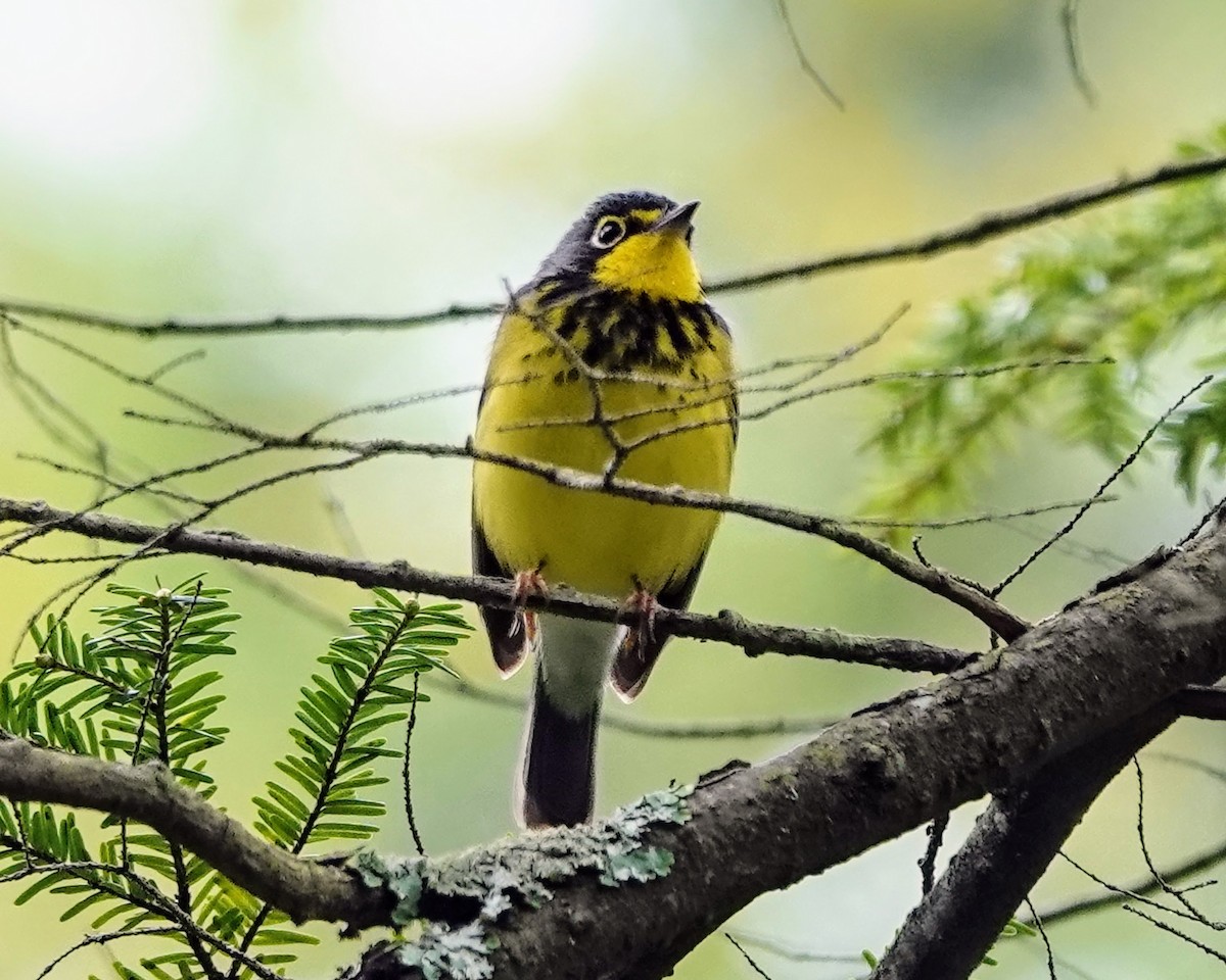 Canada Warbler - ML619357121