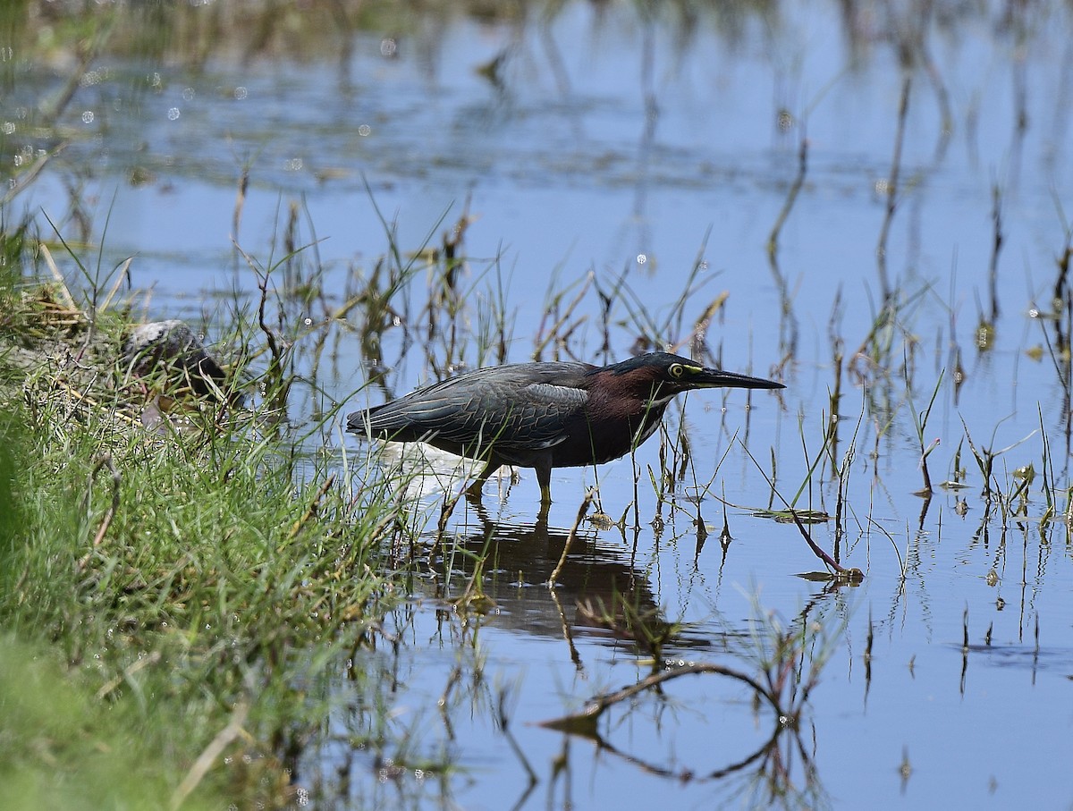 Green Heron - JoAnna Clayton