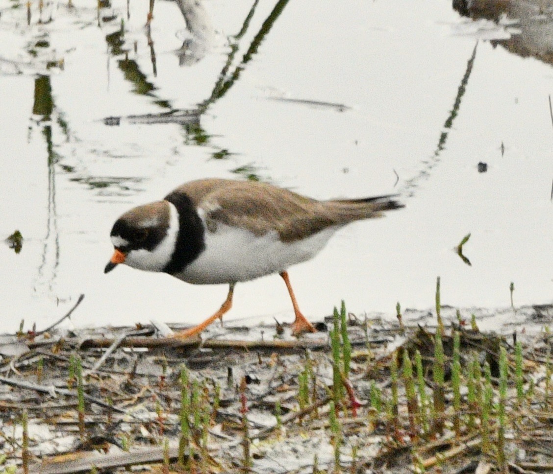 Semipalmated Plover - ML619357127