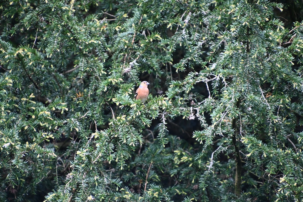 Common Chaffinch - Rich Howard