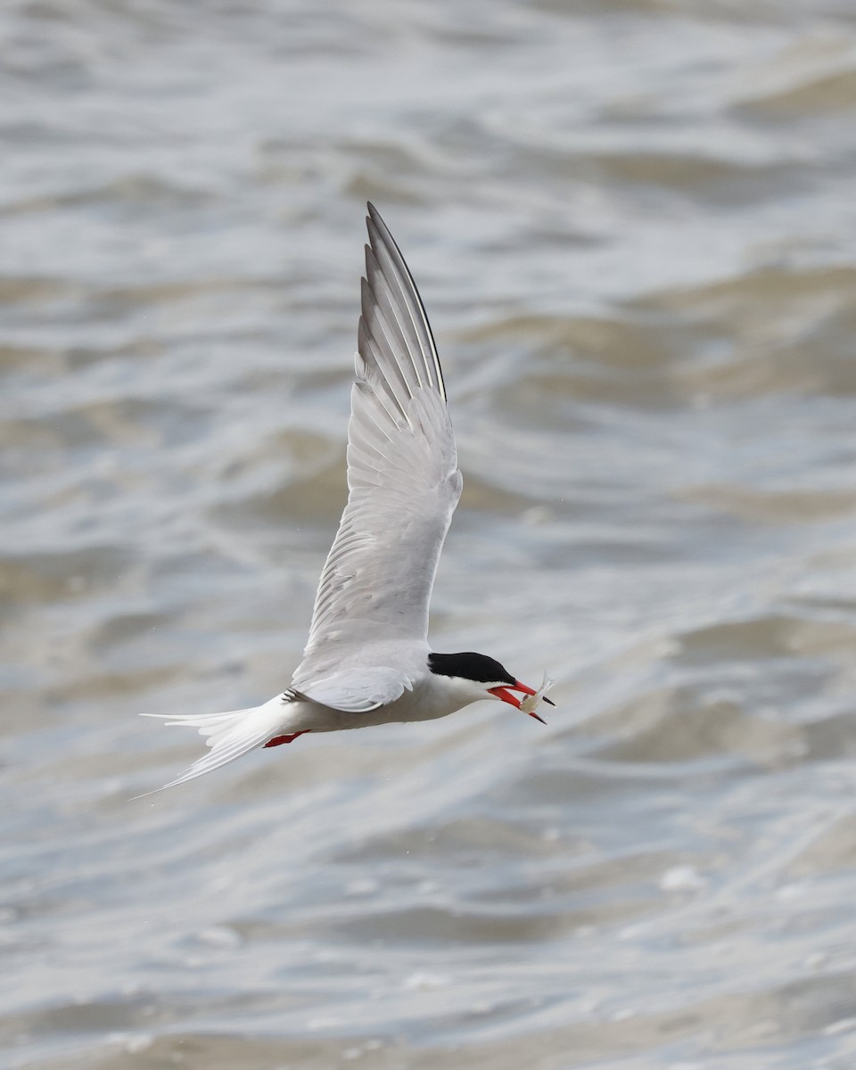Common Tern - Mark Sak