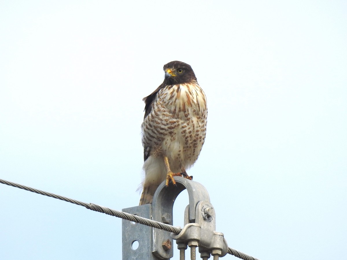 Roadside Hawk - ML619357175