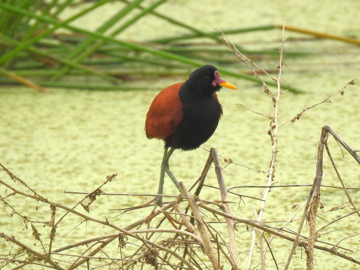 Wattled Jacana - Ricardo Centurión