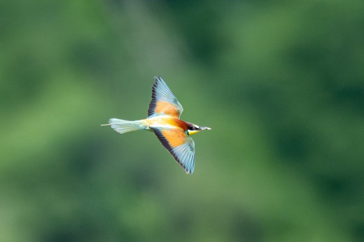 European Bee-eater - Holger Köhler