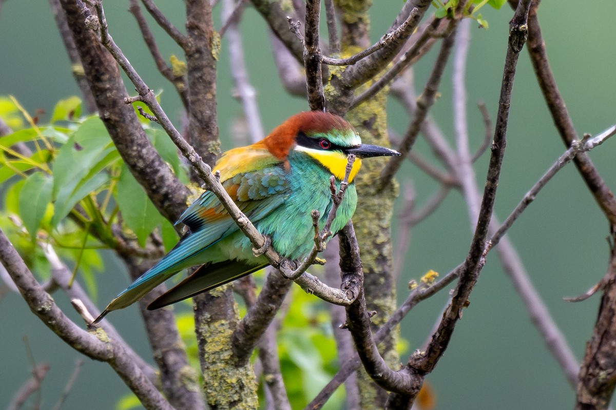 European Bee-eater - Holger Köhler