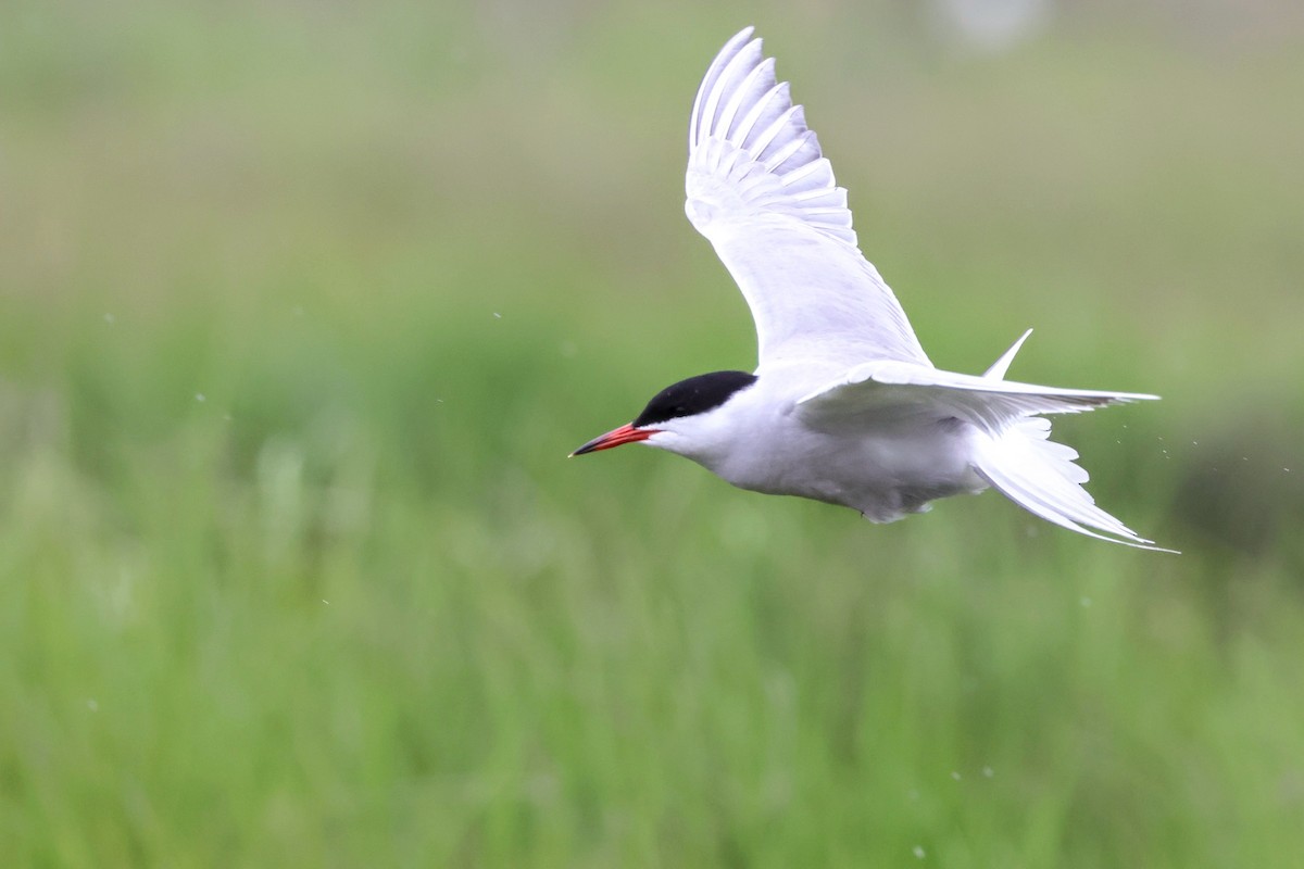 Common Tern - ML619357198