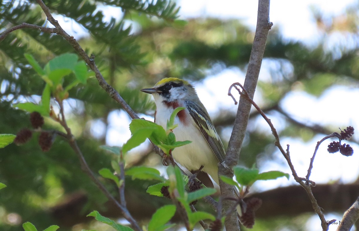 Chestnut-sided Warbler - Nathalie L. COHL 🕊