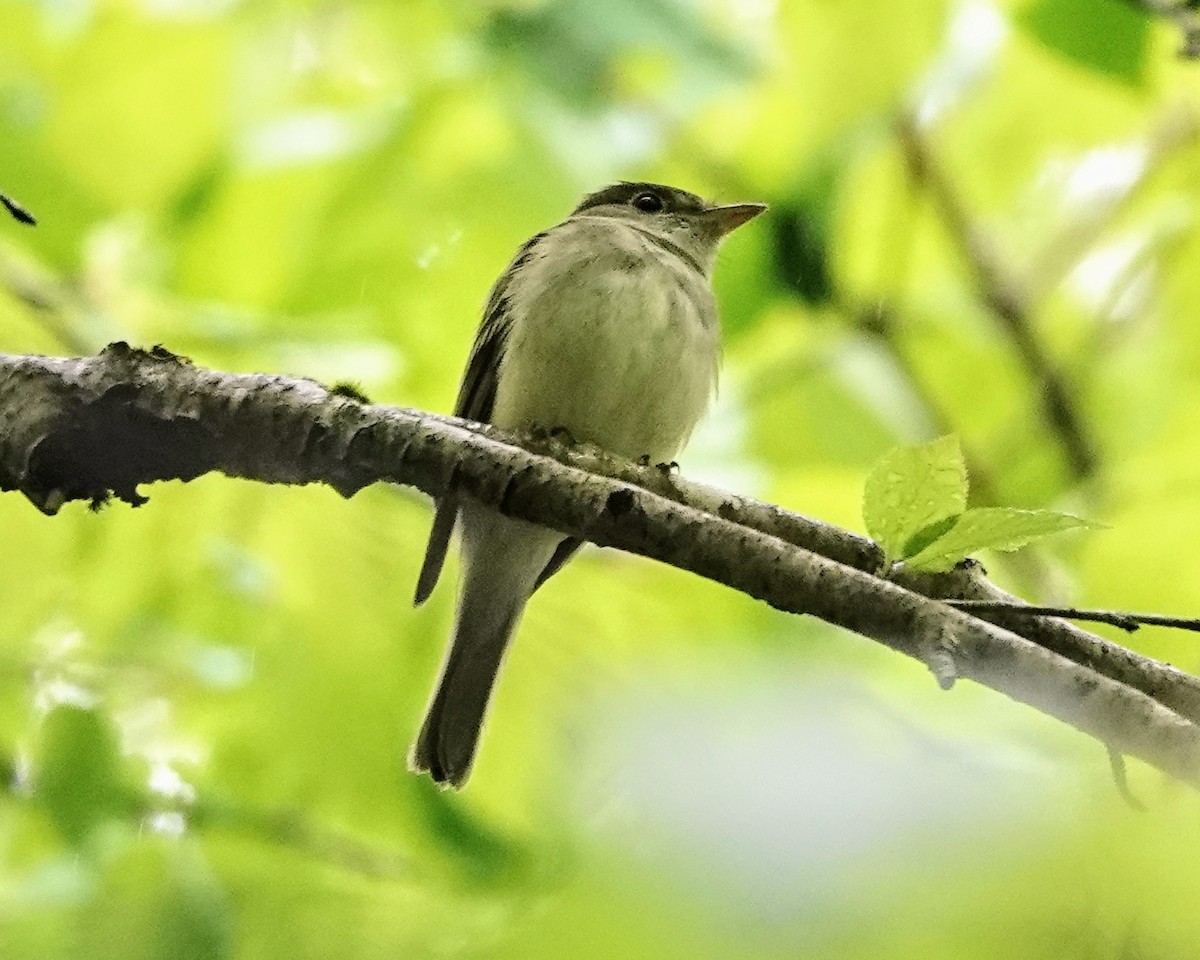 Acadian Flycatcher - ML619357203