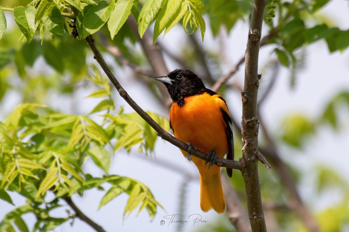 Baltimore Oriole - ML619357204