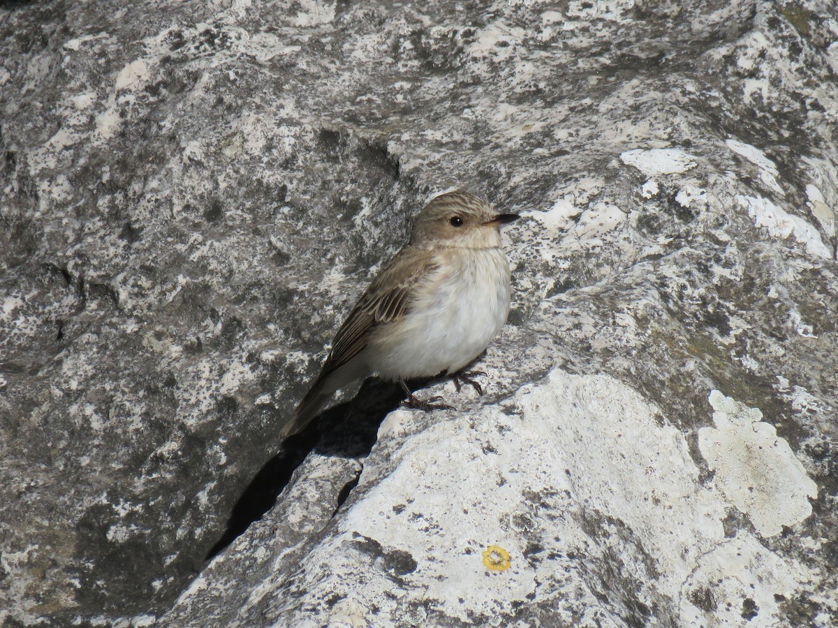 Spotted Flycatcher (Mediterranean) - ML619357218