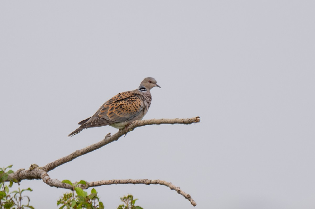 European Turtle-Dove - ML619357224