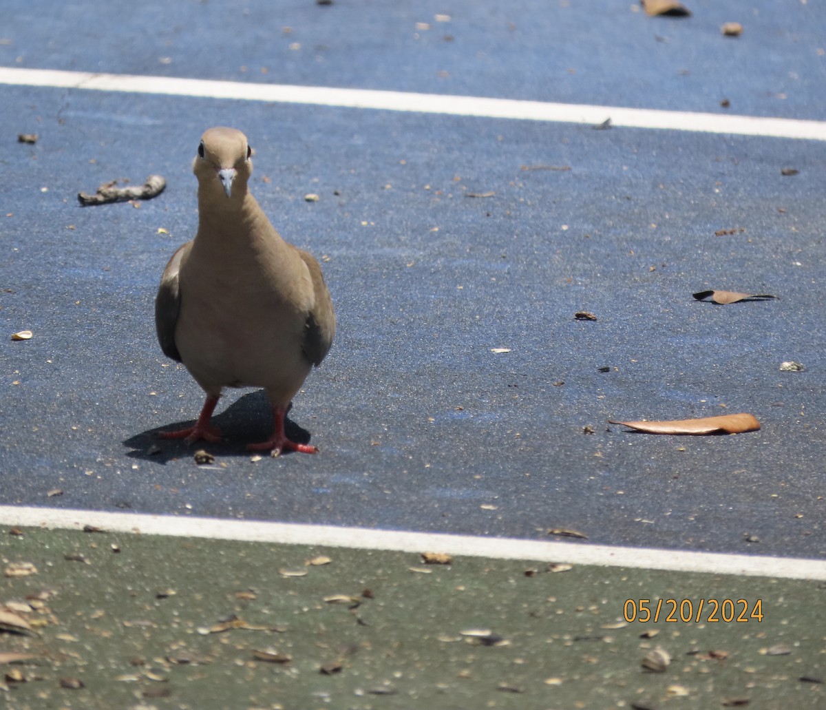 Mourning Dove - Susan Leake