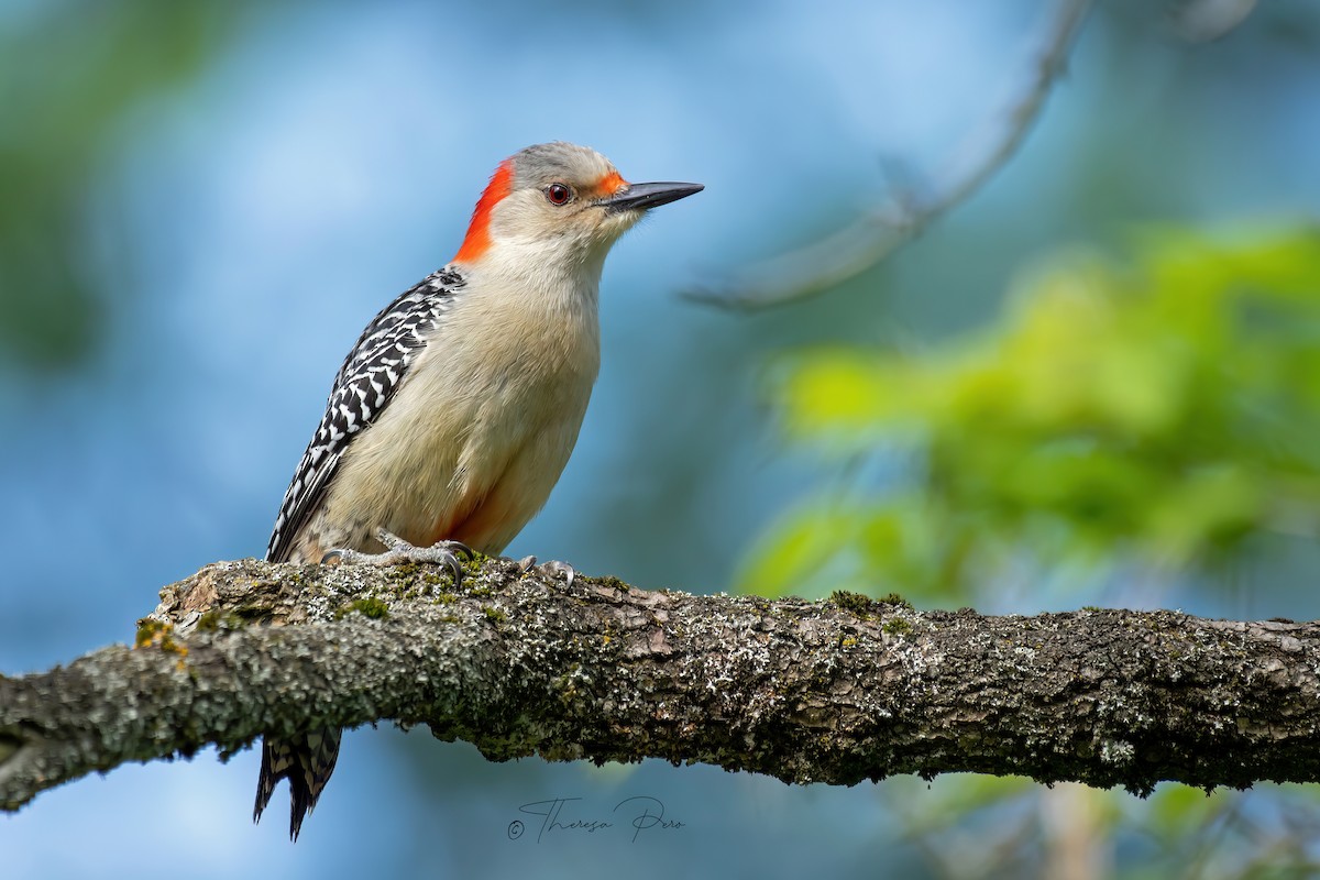 Red-bellied Woodpecker - ML619357235