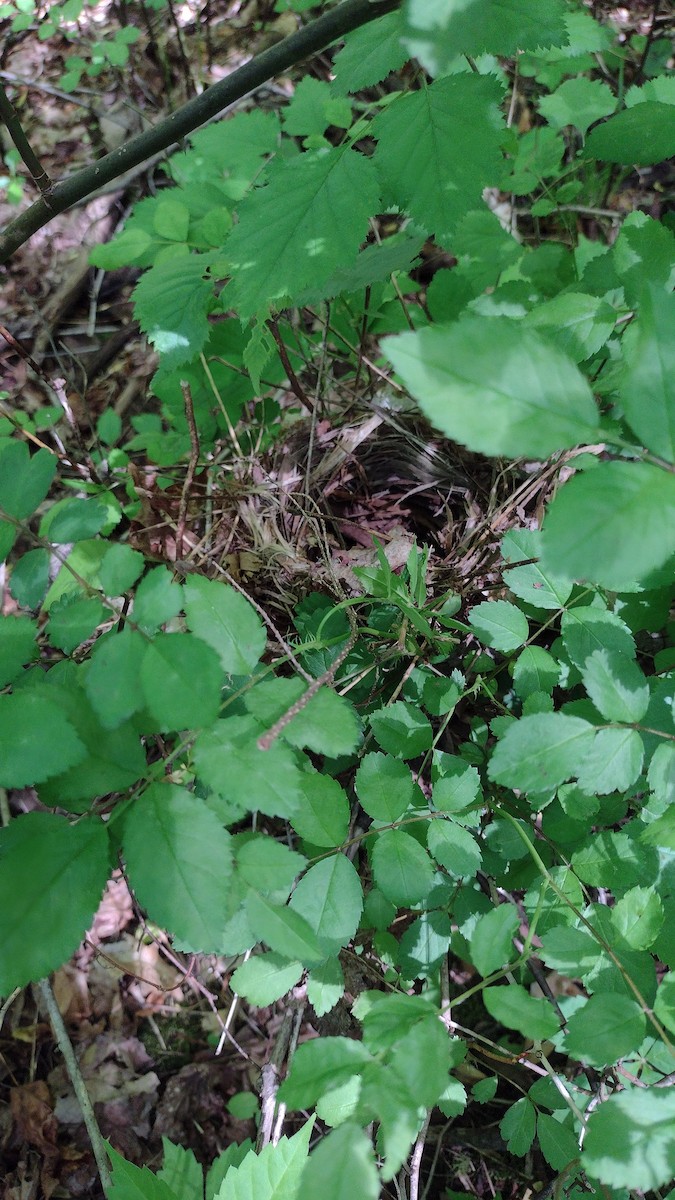 Veery - Ron Mumme