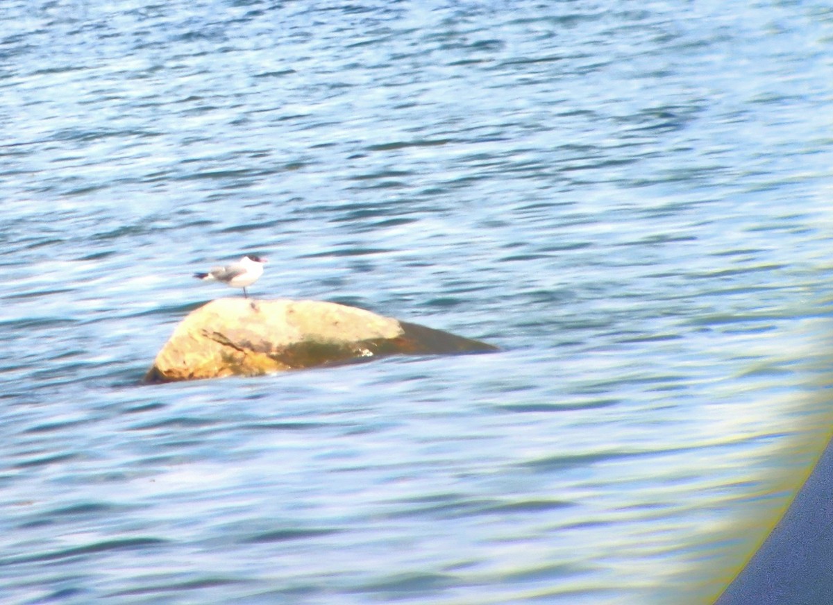 Laughing Gull - ML619357247