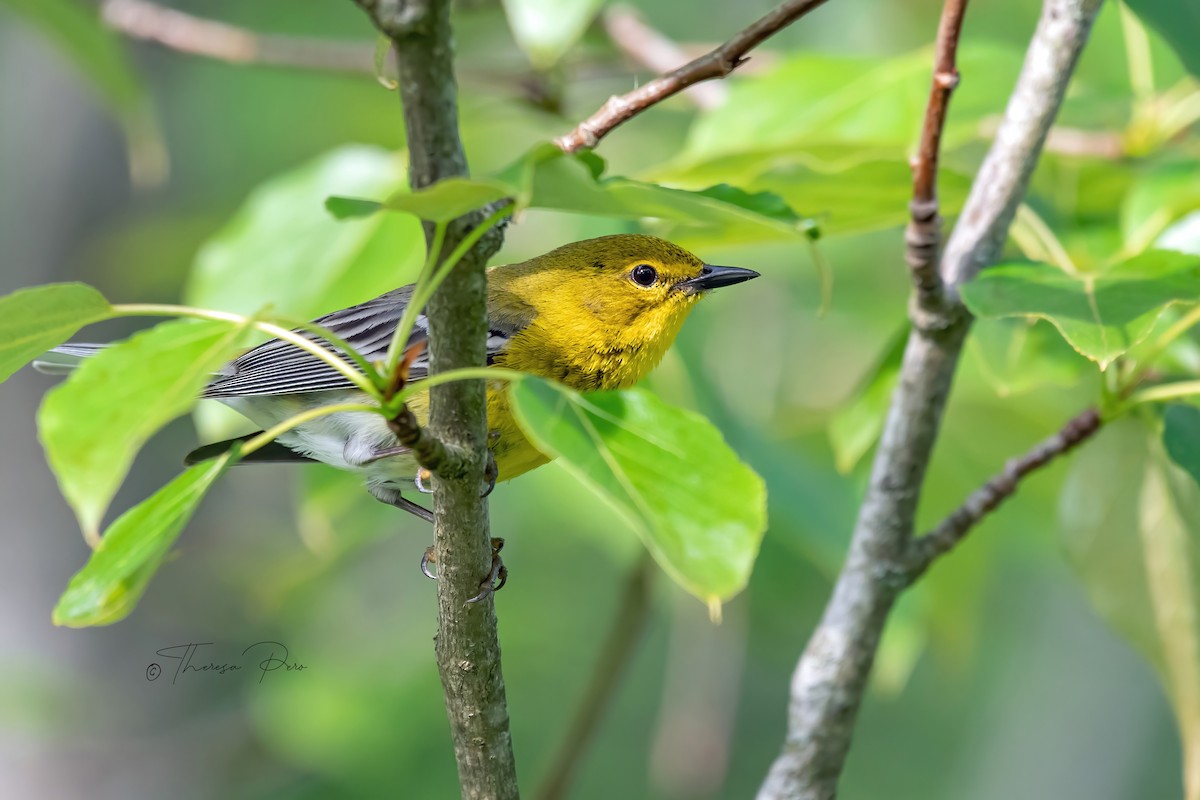 Pine Warbler - Theresa Pero