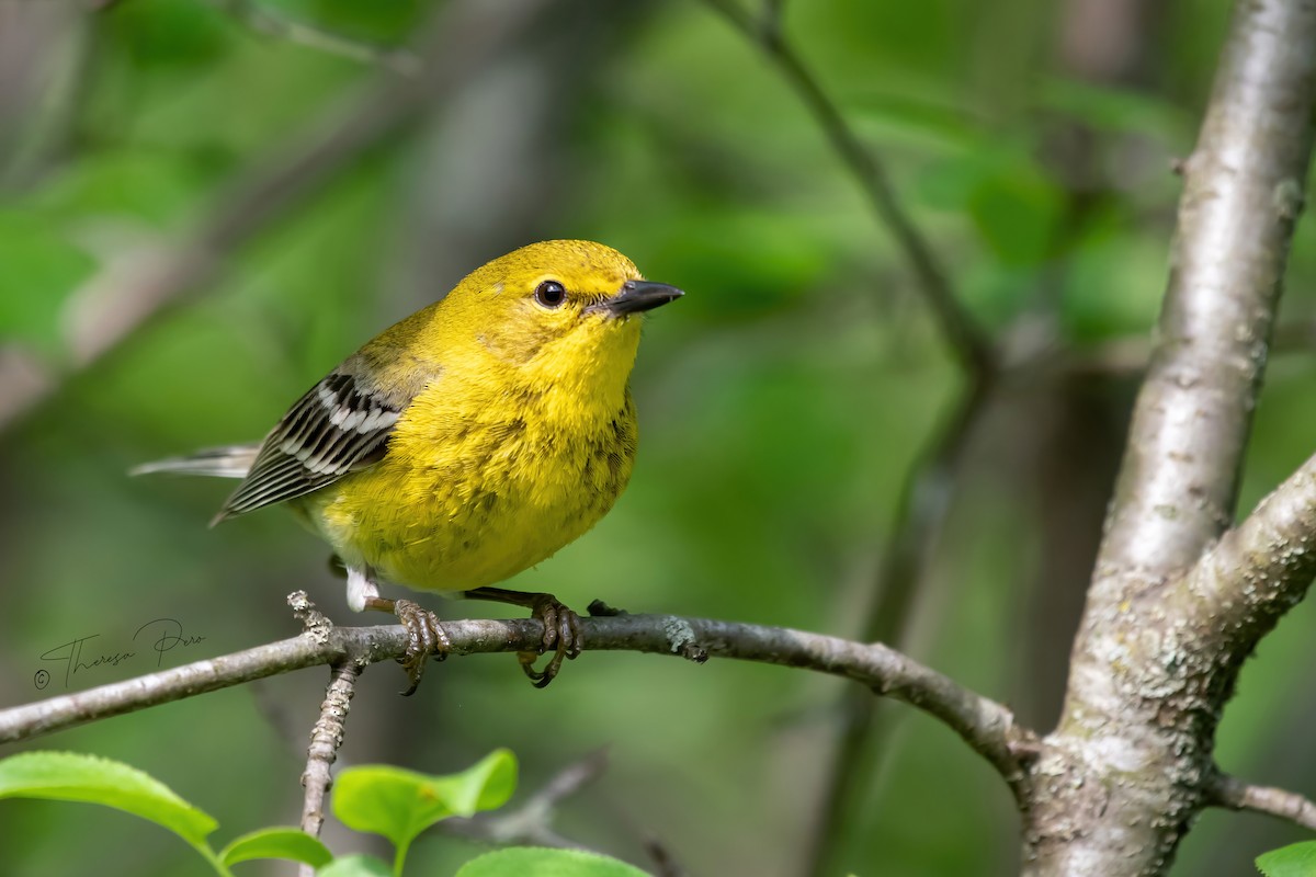 Pine Warbler - ML619357263