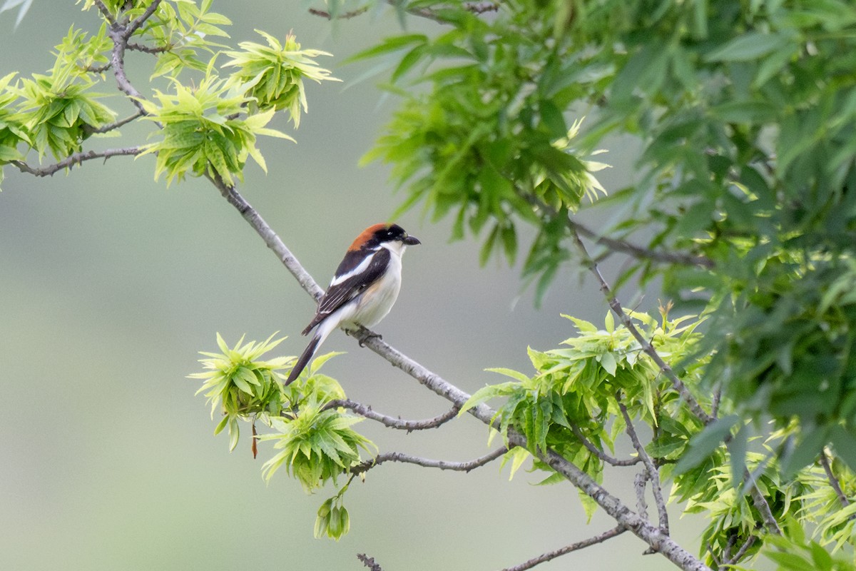 Woodchat Shrike - ML619357265