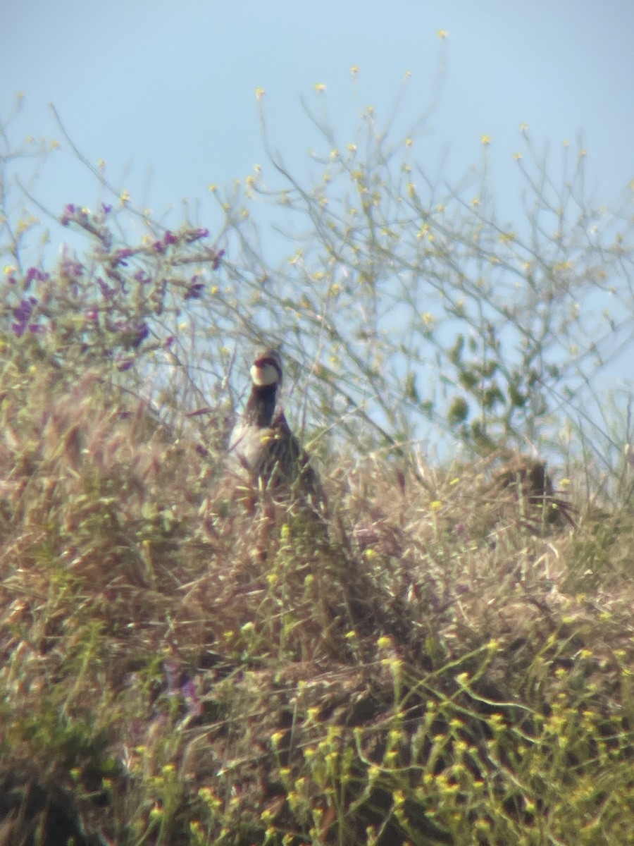 Red-legged Partridge - Borja Buelta