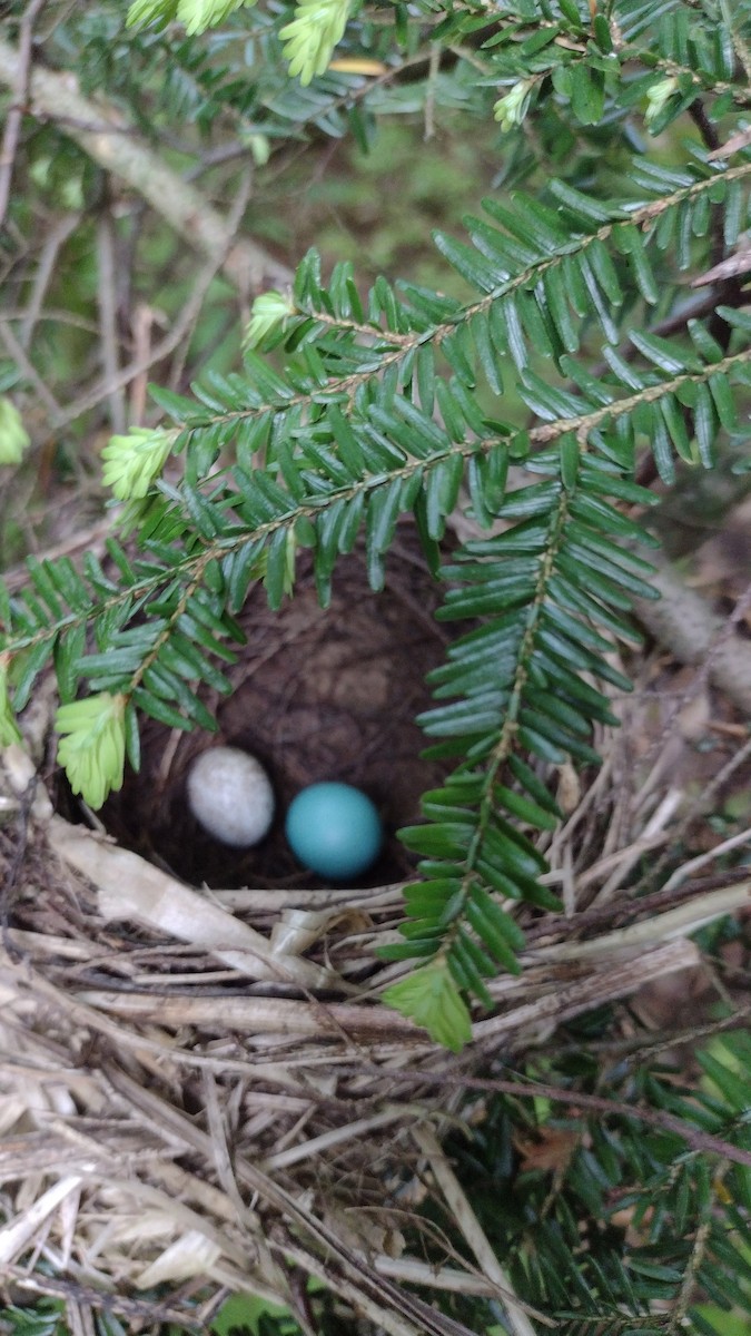 Wood Thrush - Ron Mumme