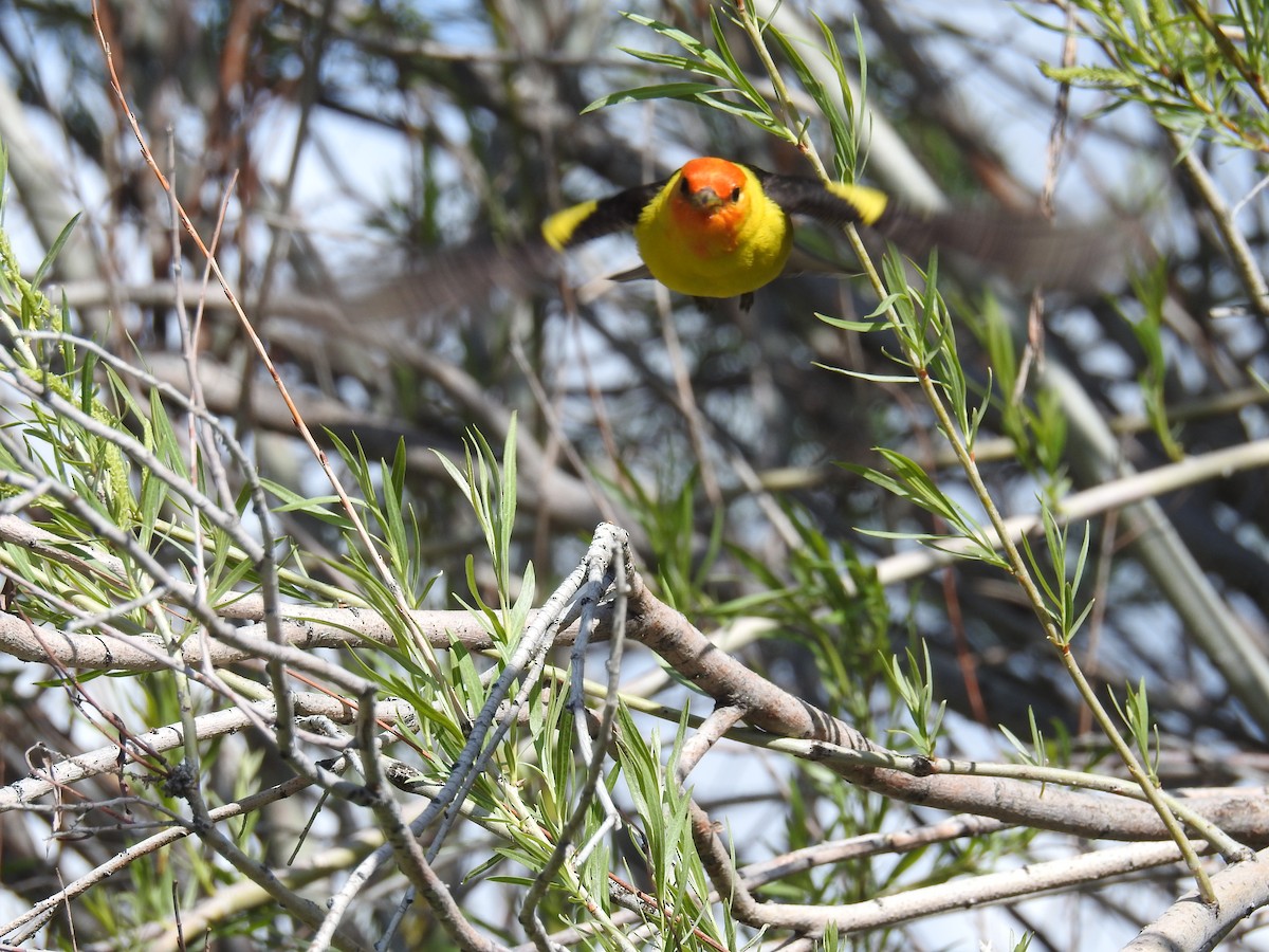 Western Tanager - Linda Milam