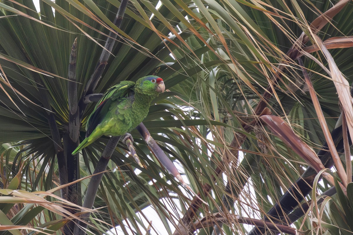 Lilac-crowned Parrot - Doug Korver