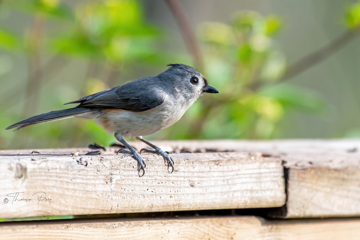 Tufted Titmouse - ML619357315